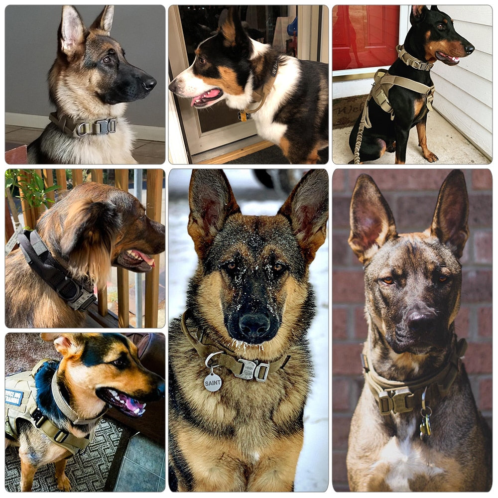 Dog Collar Zendrop